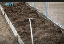 7 vrsta povrća koje gotovo nikada ne treba đubriti: Rastu uz vodu, sunce i malo brige 🌱