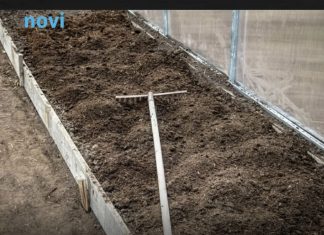 7 vrsta povrća koje gotovo nikada ne treba đubriti: Rastu uz vodu, sunce i malo brige 🌱