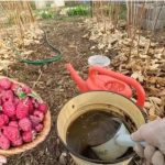 Želite puno velikih malina? Stavite 2 litre ove ishrane ispod svakog grma u martu, NIŠTA VIŠE!