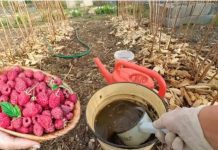 Želite puno velikih malina? Stavite 2 litre ove ishrane ispod svakog grma u martu, NIŠTA VIŠE!