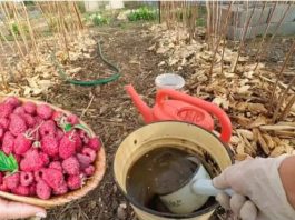 Želite puno velikih malina? Stavite 2 litre ove ishrane ispod svakog grma u martu, NIŠTA VIŠE!