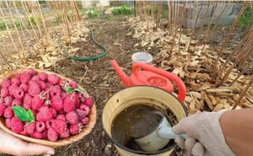 Želite puno velikih malina? Stavite 2 litre ove ishrane ispod svakog grma u martu, NIŠTA VIŠE!