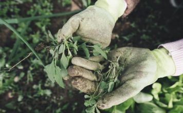 Ovako ćete se rešiti korova čas posla bez čupanja: Potrebna su vam samo 2 sastojka iz kuhinje i 3 minuta