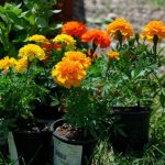 JEDNOSTAVAN METOD: Evo kako da sve vaše biljke u kući rastu kao iz vode