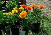 JEDNOSTAVAN METOD: Evo kako da sve vaše biljke u kući rastu kao iz vode