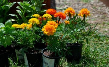 JEDNOSTAVAN METOD: Evo kako da sve vaše biljke u kući rastu kao iz vode