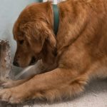 Moj pas je počeo besno da grebe zid iza dečjeg krevetića moje osmomesečne ćerke: u početku smo mislili da je jednostavno poludeo, ali kada smo zavirili u zid, pronašli smo tamo nešto zaista užasno.