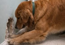 Moj pas je počeo besno da grebe zid iza dečjeg krevetića moje osmomesečne ćerke: u početku smo mislili da je jednostavno poludeo, ali kada smo zavirili u zid, pronašli smo tamo nešto zaista užasno.