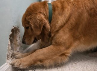 Moj pas je počeo besno da grebe zid iza dečjeg krevetića moje osmomesečne ćerke: u početku smo mislili da je jednostavno poludeo, ali kada smo zavirili u zid, pronašli smo tamo nešto zaista užasno.