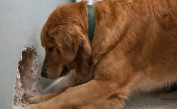 Moj pas je počeo besno da grebe zid iza dečjeg krevetića moje osmomesečne ćerke: u početku smo mislili da je jednostavno poludeo, ali kada smo zavirili u zid, pronašli smo tamo nešto zaista užasno.