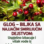 GLOG – BILJKA SA NAJJAČIM SMIRUJUĆIM DEJSTVOM: Uspješno izbacuje i višak vode iz cjelokupnog organizma… GLOG – BILJKA SA NAJJAČIM SMIRUJUĆIM DEJSTVOM: Uspješno izbacuje i višak vode iz cjelokupnog organizma… - featured image