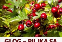 GLOG – BILJKA SA NAJJAČIM SMIRUJUĆIM DEJSTVOM: Uspješno izbacuje i višak vode iz cjelokupnog organizma… GLOG – BILJKA SA NAJJAČIM SMIRUJUĆIM DEJSTVOM: Uspješno izbacuje i višak vode iz cjelokupnog organizma… - featured image