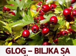 GLOG – BILJKA SA NAJJAČIM SMIRUJUĆIM DEJSTVOM: Uspješno izbacuje i višak vode iz cjelokupnog organizma… GLOG – BILJKA SA NAJJAČIM SMIRUJUĆIM DEJSTVOM: Uspješno izbacuje i višak vode iz cjelokupnog organizma… - featured image