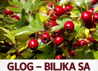 GLOG – BILJKA SA NAJJAČIM SMIRUJUĆIM DEJSTVOM: Uspješno izbacuje i višak vode iz cjelokupnog organizma… GLOG – BILJKA SA NAJJAČIM SMIRUJUĆIM DEJSTVOM: Uspješno izbacuje i višak vode iz cjelokupnog organizma… - featured image