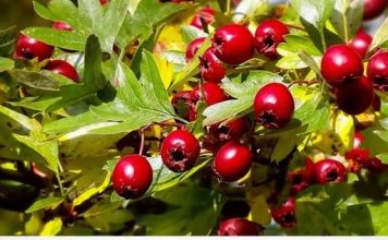 GLOG – BILJKA SA NAJJAČIM SMIRUJUĆIM DEJSTVOM: Uspješno izbacuje i višak vode iz cjelokupnog organizma… GLOG – BILJKA SA NAJJAČIM SMIRUJUĆIM DEJSTVOM: Uspješno izbacuje i višak vode iz cjelokupnog organizma… - featured image