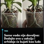 Samo voda nije dovoljna: Dodajte ovo u saksiju i orhideje će bujati kao lude… Samo voda nije dovoljna: Dodajte ovo u saksiju i orhideje će bujati kao lude… - featured image