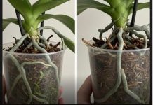 Samo voda nije dovoljna: Dodajte ovo u saksiju i orhideje će bujati kao lude… Samo voda nije dovoljna: Dodajte ovo u saksiju i orhideje će bujati kao lude… - featured image