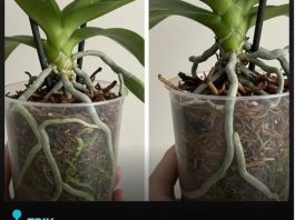 Samo voda nije dovoljna: Dodajte ovo u saksiju i orhideje će bujati kao lude… Samo voda nije dovoljna: Dodajte ovo u saksiju i orhideje će bujati kao lude… - featured image