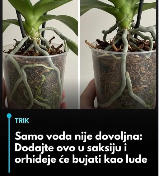Samo voda nije dovoljna: Dodajte ovo u saksiju i orhideje će bujati kao lude… - featured image