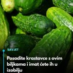 Posadite krastavce s ovim biljkama i imat ćete ih u izobilju Posadite krastavce s ovim biljkama i imat ćete ih u izobilju - featured image