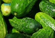 Posadite krastavce s ovim biljkama i imat ćete ih u izobilju Posadite krastavce s ovim biljkama i imat ćete ih u izobilju - featured image