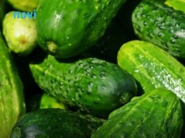 Posadite krastavce s ovim biljkama i imat ćete ih u izobilju Posadite krastavce s ovim biljkama i imat ćete ih u izobilju - featured image