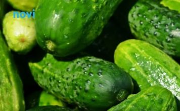 Posadite krastavce s ovim biljkama i imat ćete ih u izobilju Posadite krastavce s ovim biljkama i imat ćete ih u izobilju - featured image