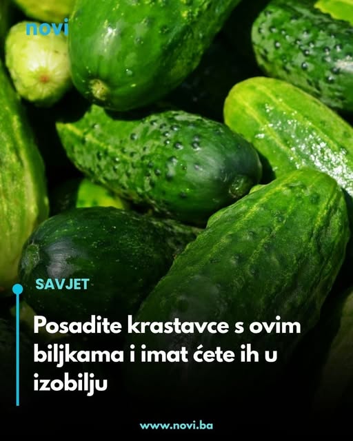 Posadite krastavce s ovim biljkama i imat ćete ih u izobilju - featured image Posadite krastavce s ovim biljkama i imat ćete ih u izobilju - featured image