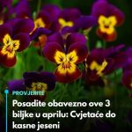 Posadite obavezno ove 3 biljke u aprilu: Cvjetaće do kasne jeseni Posadite obavezno ove 3 biljke u aprilu: Cvjetaće do kasne jeseni - featured image