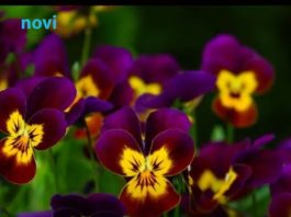 Posadite obavezno ove 3 biljke u aprilu: Cvjetaće do kasne jeseni Posadite obavezno ove 3 biljke u aprilu: Cvjetaće do kasne jeseni - featured image