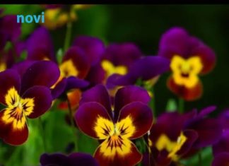 Posadite obavezno ove 3 biljke u aprilu: Cvjetaće do kasne jeseni Posadite obavezno ove 3 biljke u aprilu: Cvjetaće do kasne jeseni - featured image