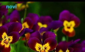 Posadite obavezno ove 3 biljke u aprilu: Cvjetaće do kasne jeseni Posadite obavezno ove 3 biljke u aprilu: Cvjetaće do kasne jeseni - featured image