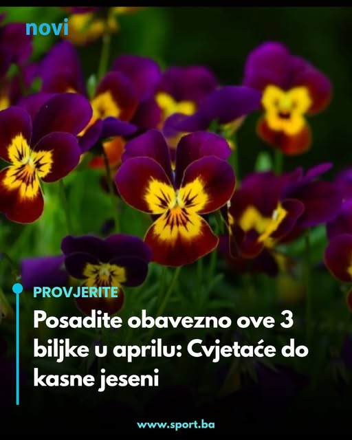 Posadite obavezno ove 3 biljke u aprilu: Cvjetaće do kasne jeseni - featured image