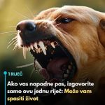 Ako vas napadne pas, izgovorite samo ovu jednu riječ: Može vam spasiti život Ako vas napadne pas, izgovorite samo ovu jednu riječ: Može vam spasiti život - featured image