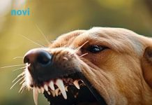 Ako vas napadne pas, izgovorite samo ovu jednu riječ: Može vam spasiti život Ako vas napadne pas, izgovorite samo ovu jednu riječ: Može vam spasiti život - featured image