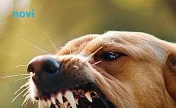 Ako vas napadne pas, izgovorite samo ovu jednu riječ: Može vam spasiti život Ako vas napadne pas, izgovorite samo ovu jednu riječ: Može vam spasiti život - featured image