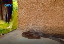 Ove stvari privlače zmije u vaše dvorište, odmah ih se riješite! Ove stvari privlače zmije u vaše dvorište, odmah ih se riješite! - featured image