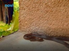 Ove stvari privlače zmije u vaše dvorište, odmah ih se riješite! Ove stvari privlače zmije u vaše dvorište, odmah ih se riješite! - featured image