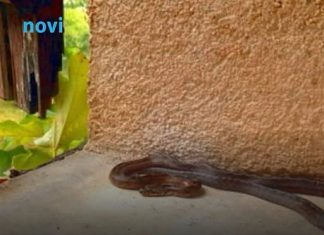 Ove stvari privlače zmije u vaše dvorište, odmah ih se riješite! Ove stvari privlače zmije u vaše dvorište, odmah ih se riješite! - featured image