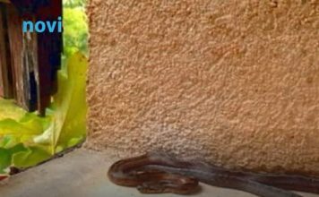 Ove stvari privlače zmije u vaše dvorište, odmah ih se riješite! Ove stvari privlače zmije u vaše dvorište, odmah ih se riješite! - featured image