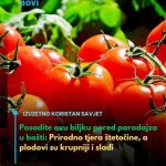 Posadite ovu biljku pored paradajza u bašti: Prirodno tjera štetočine, a plodovi su krupniji i slađi Posadite ovu biljku pored paradajza u bašti: Prirodno tjera štetočine, a plodovi su krupniji i slađi - featured image