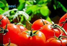 Posadite ovu biljku pored paradajza u bašti: Prirodno tjera štetočine, a plodovi su krupniji i slađi Posadite ovu biljku pored paradajza u bašti: Prirodno tjera štetočine, a plodovi su krupniji i slađi - featured image