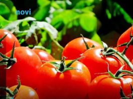 Posadite ovu biljku pored paradajza u bašti: Prirodno tjera štetočine, a plodovi su krupniji i slađi Posadite ovu biljku pored paradajza u bašti: Prirodno tjera štetočine, a plodovi su krupniji i slađi - featured image