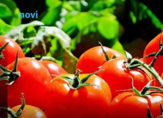 Posadite ovu biljku pored paradajza u bašti: Prirodno tjera štetočine, a plodovi su krupniji i slađi Posadite ovu biljku pored paradajza u bašti: Prirodno tjera štetočine, a plodovi su krupniji i slađi - featured image