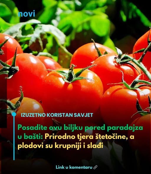 Posadite ovu biljku pored paradajza u bašti: Prirodno tjera štetočine, a plodovi su krupniji i slađi - featured image