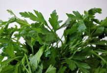 Ovo morate probati: Lijek za srce po receptu starom 800 godina Ovo morate probati: Lijek za srce po receptu starom 800 godina - featured image