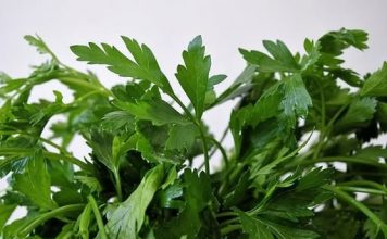 Ovo morate probati: Lijek za srce po receptu starom 800 godina Ovo morate probati: Lijek za srce po receptu starom 800 godina - featured image