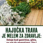HAJUČKA TRAVA JE MELEM ZA ZDRAVLJE: Deluje kod gastritisa, gihta, pa sve do reumatizma, čira i organa za varenje.. HAJUČKA TRAVA JE MELEM ZA ZDRAVLJE: Deluje kod gastritisa, gihta, pa sve do reumatizma, čira i organa za varenje.. - featured image