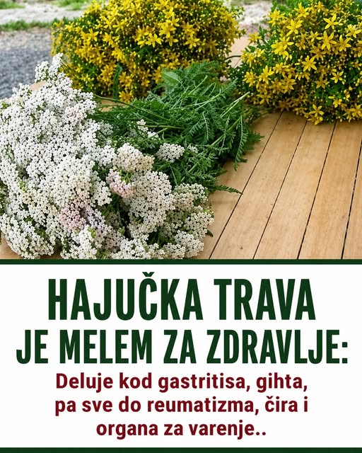 HAJUČKA TRAVA JE MELEM ZA ZDRAVLJE: Deluje kod gastritisa, gihta, pa sve do reumatizma, čira i organa za varenje.. - featured image