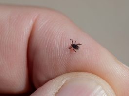 Ova stvar na čarapi najbolje tjera krpelje